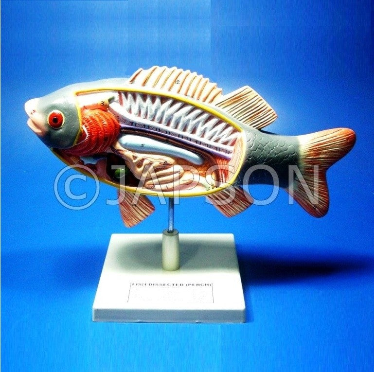 Fish Model, Superior Fish Model, Superior